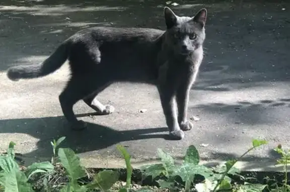 Найдена кошка, Нагорная ул., 42 к1, Москва