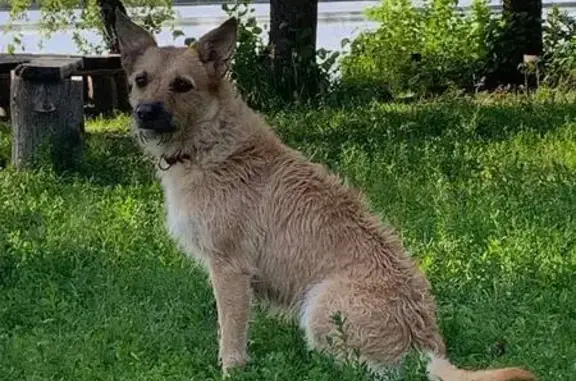Пропала собака в районе Солотча/Агро-Пустынь