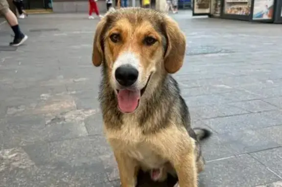 Собака найдена: Ленинский проспект, 39Б, Москва