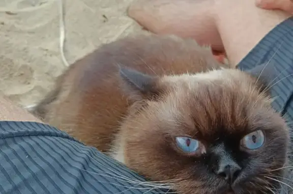 Кошки потеряшки, , фото: Потеряшка котик, Волчанец, Набережная ул.