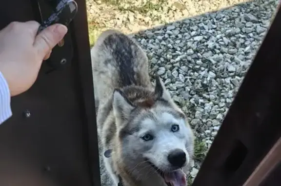 Найдена собака, , фото: Найдена хаски, д. Сычево, Акатьевское шоссе