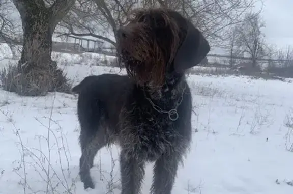 Пропала собака на Налбандяна, 76, Ростов-на-Дону