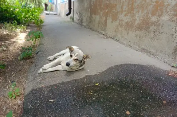 Найдена собака на улице Димитрова, Краснодар
