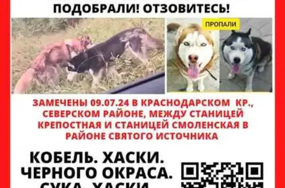Пропала собака, ул. Ленина, 75, Северская