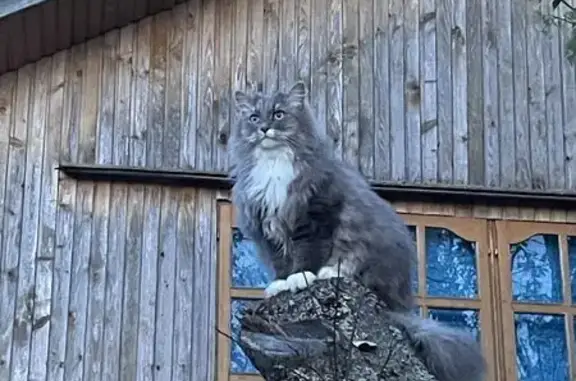 Кошки потеряшки, Санкт-Петербург, фото: Потеряшка кошка, Миронова ул., 7, СПб