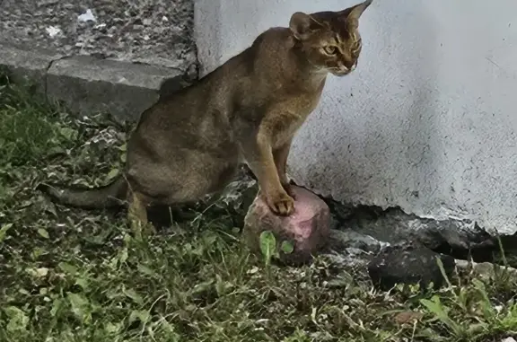 Найдена кошка, Мирная улица, 7, Тверь