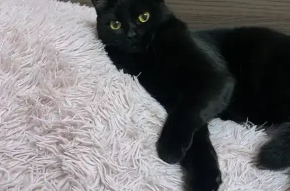 Пропала черная кошка, ул. Горького, 21