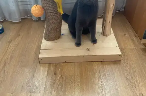 Кошки потеряшки, Пенза, фото: Потеряшка кошка, пр. Победы 84, Пенза