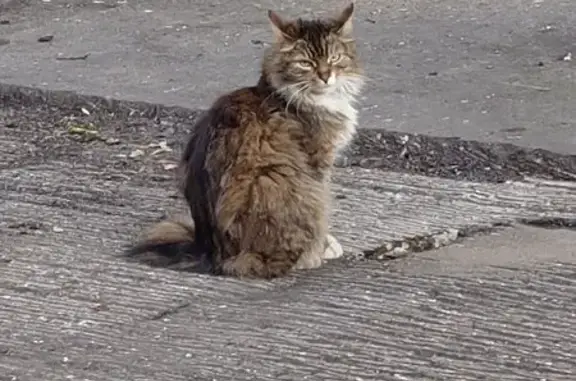 Найдена кошка, ул. Крымский Вал, 6, Москва