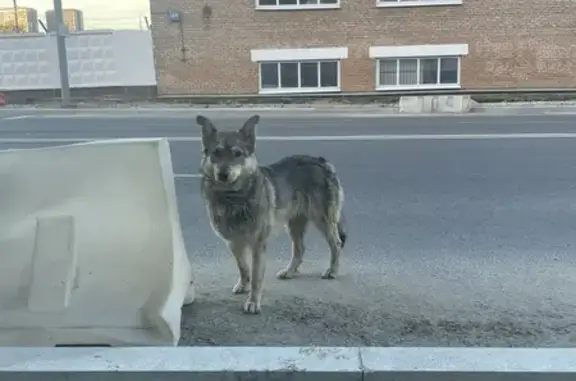 Найдена собака, Смольная улица, Москва