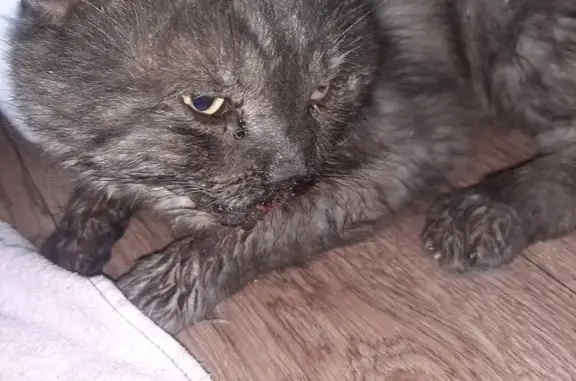 Найдена кошка, Тамбов, фото: Найден кот, Ленинградская ул., 72, Тамбов