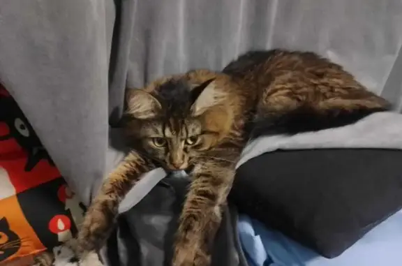 Потерянные животные Тверь, фото: Пропала кошка, ул. Малая Самара, 7, Тверь