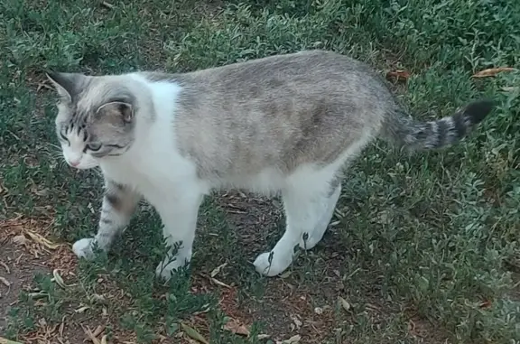 Пропала кошка: ул. Ворошилова, 21, Оренбург