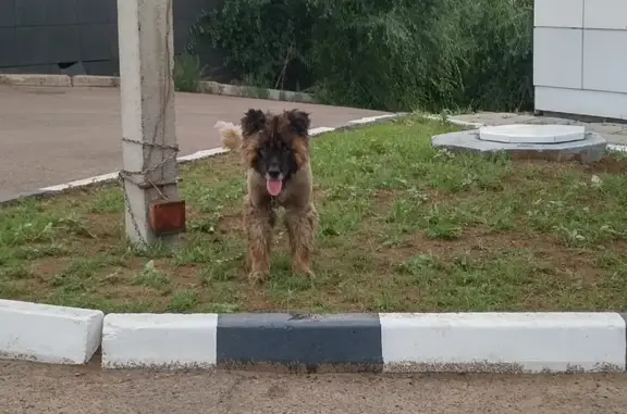 Найдена собака на заправке, ул. 20а кв., Улан-Удэ