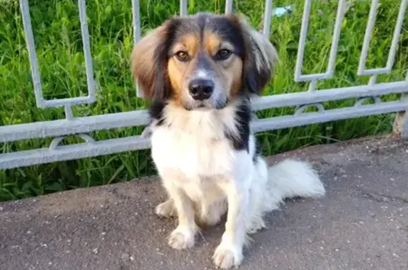 Собака найдена на станции Дачное, Жаворонки