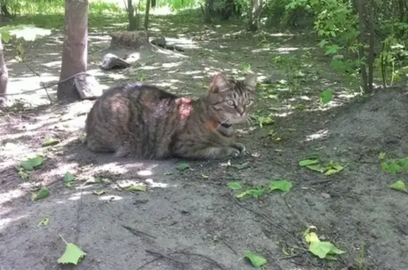 Кошки потеряшки, Санкт-Петербург, фото: Потеряшка кошка, проспект Тореза, 72, СПб