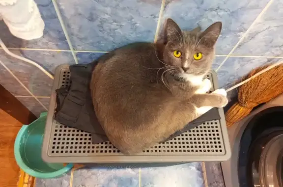 Потерянные животные Набережные Челны, фото: Пропала кошка Ляля, пр. Р. Беляева, Н. Челны