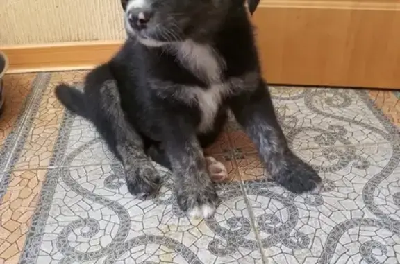 Найдена собака, Тамбов, фото: Найдена собака, Магистральная ул. 33, Тамбов