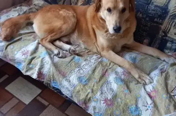 Пропала собака в районе Разбойного Бора