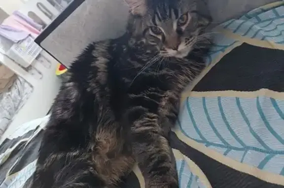 Кошки потеряшки, , фото: Потеряшка кот, ул. Сабурова 27А, Ижевск