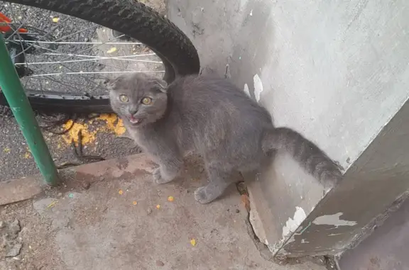 Найдена кошка, ул. Калинина 43, Салават