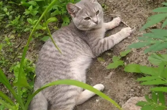 Найдена кошка, ул. Красный Пахарь, Омск