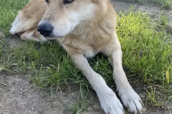Найдена собака в парке Природный, Москва