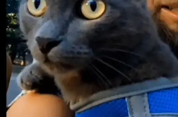 Кошки потеряшки, , фото: Потеряшка кошка, Урал, Варламово