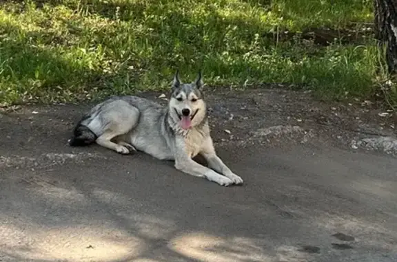 Пропала собака на улице Менделеева, Уфа