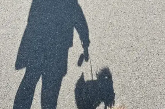 Собаки потеряшки, Волочаевка, фото: Потеряшка чихуахуа, ул. Мира, Волочаевка