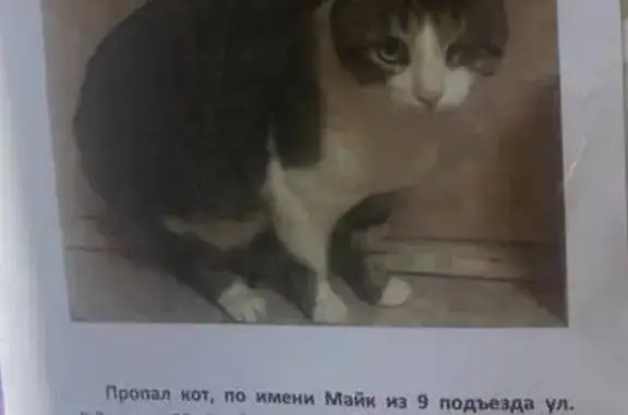 Пропала кошка, ул. Рихарда Зорге, Казань