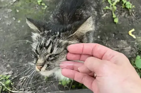 Найдена кошка, ул. Карташихина, 19, СПб