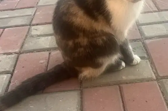 Потерянные животные Курск, фото: Пропала кошка, Курск, Курская обл.