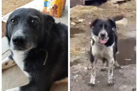 Пропали собаки в СНТ Золотой бор, Ярцево