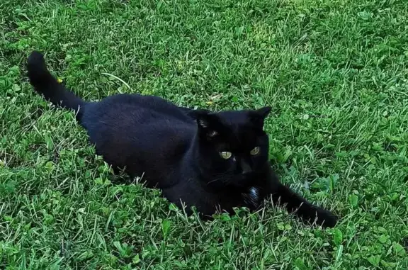 Кошки потеряшки, , фото: Потеряшка кот Микки, Нагорная ул., 7, Сярьги