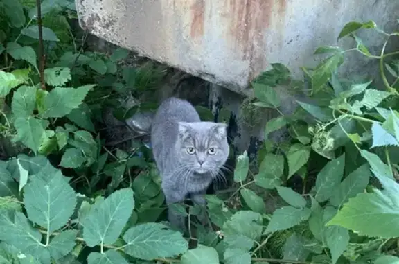 Найдена кошка, Мурино, Ленобласть