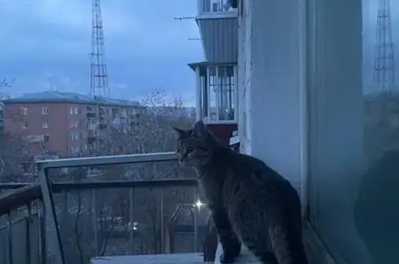 Пропала кошка, ул. Гагарина, 51, Улан-Удэ