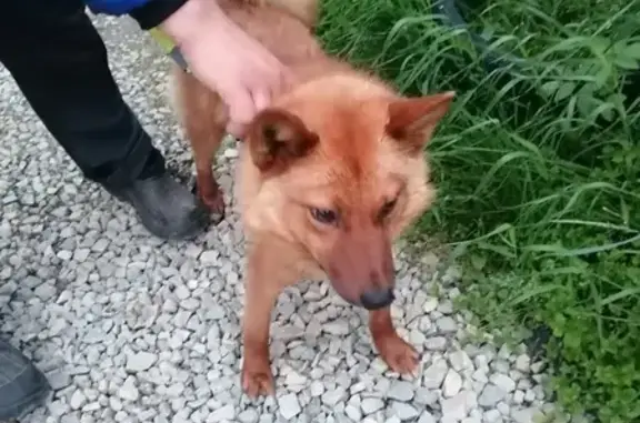 Найдена собака на Рябиновой, Ухта, Коми