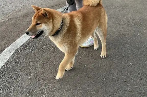 Пропала собака в Булгаково, Башкортостан