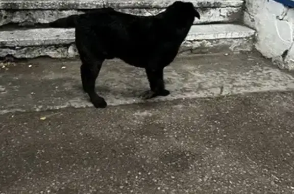 Найдена собака, ул. Ленина, Баргузин
