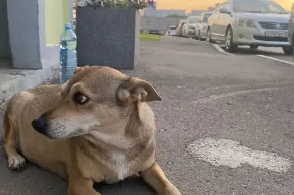 Собака найдена на ул. Малиновского, Омск