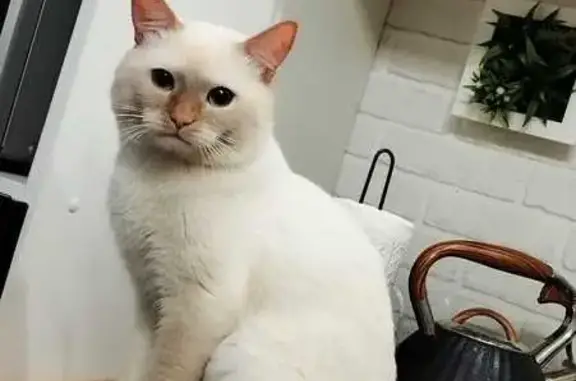 Потерянные животные Пенза, фото: Пропала кошка, Терновского 150, Пенза