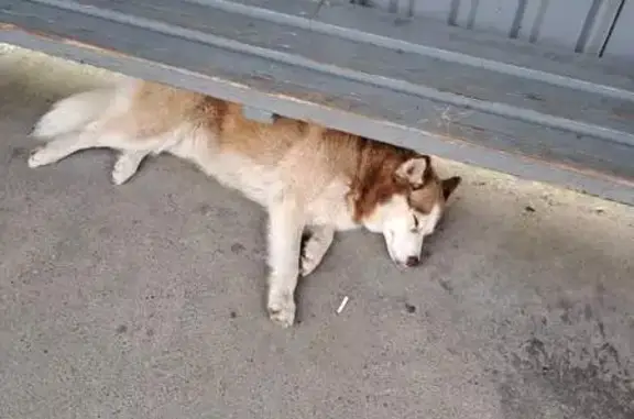 Собака найдена у мотеля Балтики, Калининград