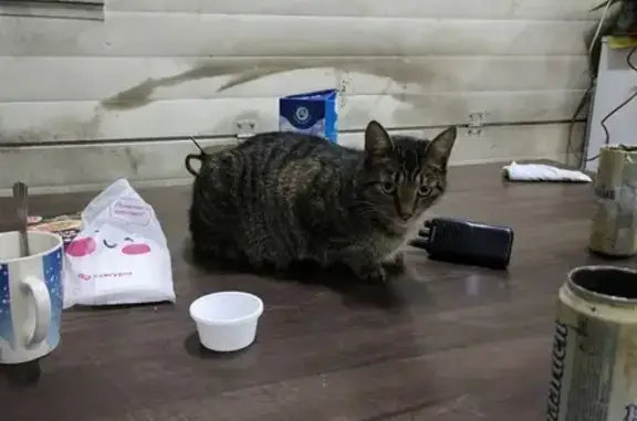 Кошки потеряшки, Санкт-Петербург, фото: Потеряшка кошка, пр. Блюхера, 1 к2, СПб