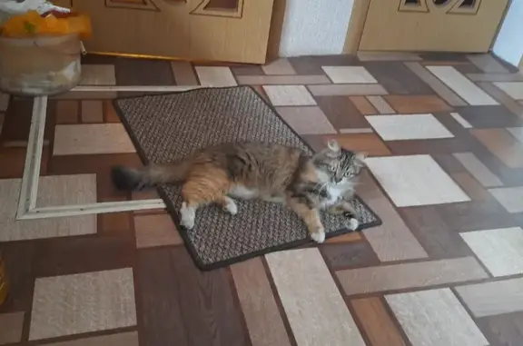 Кошки потеряшки, Тамбов, фото: Потеряшка кошка, ул. Ухтомского, 7, Тамбов