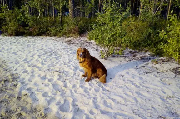Пропала собака у озера Глубокое, Карелия