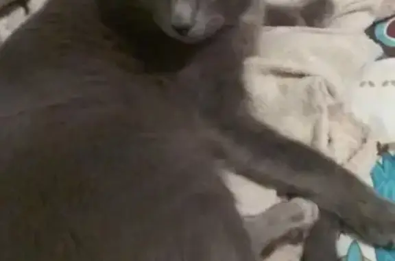 Кошки потеряшки, Уфа, фото: Потеряшка кошка, ул. Свободы, 33, Уфа