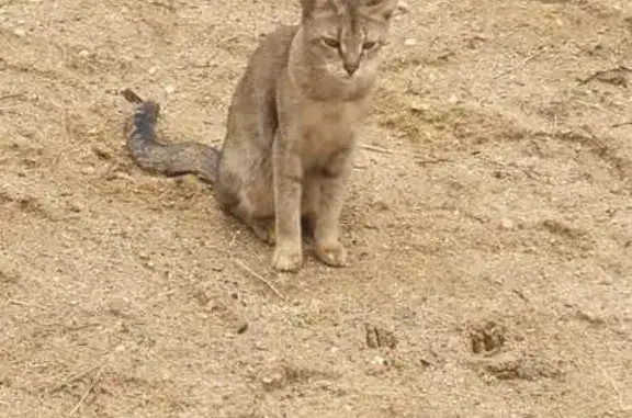 Пропала кошка Чаузи, Московская область