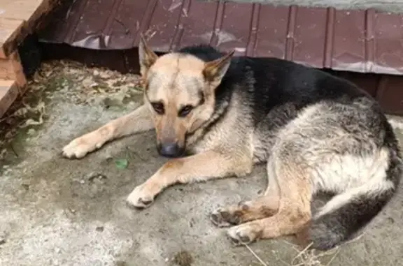 Найдена собака, Арахлейское, фото: Собака найдена, Арахлейское с/п, Забайкалье