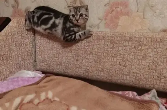 Кошки потеряшки, ЗАТО Светлый, фото: Потеряшка кошка, ул. Коваленко, 15, ЗАТО Светлый